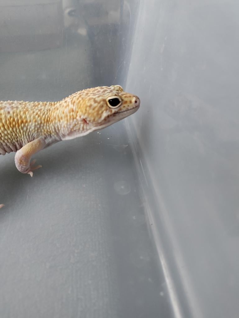 Prachtige luipaardgekko bewezen man 2021 Mack snow Raptor, Dieren en Toebehoren