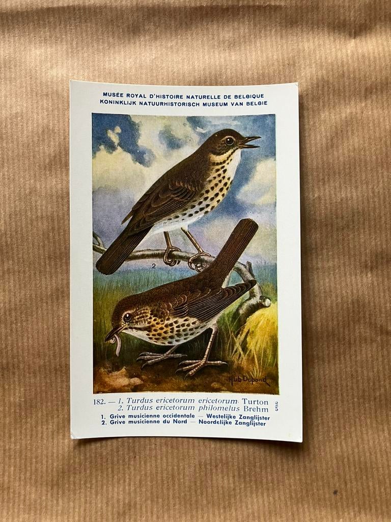 Vogels der Belgische Fauna Nr. 182 W + N Zanglijster, Ophalen of Verzenden, Ongelopen, Vogel