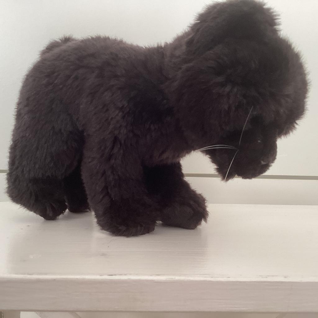 Zwarte panter pup (KN1/2), Ophalen of Verzenden, Zo goed als nieuw