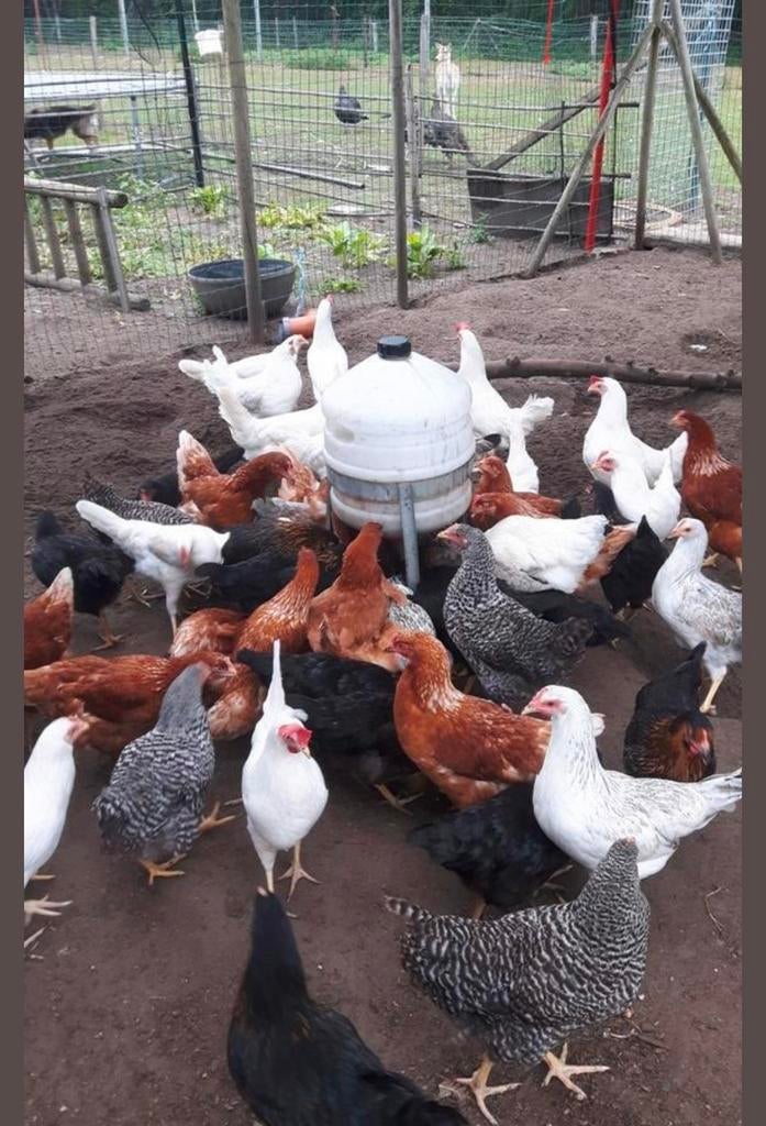Nouvelles poules pondeuses, toutes vaccinées, prêtes à pondr