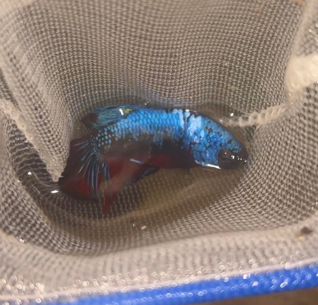 betta man plakat blauw-rood-zwart, Poisson, Poisson d'eau douce