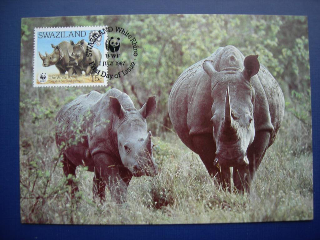 Cartes maximum, Swaziland, Rhinocéros., Envoi, Autres pays, Affranchi