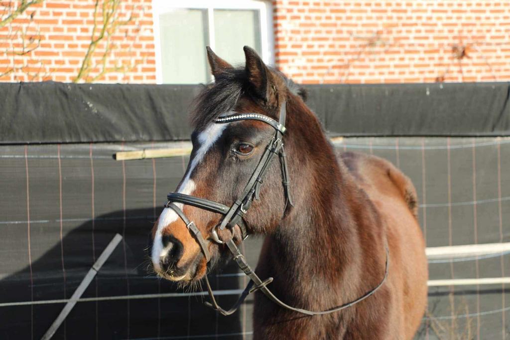 Lessen aangeboden, Dieren en Toebehoren, Merrie, Minder dan 160 cm, Niet van toepassing, 11 jaar of ouder