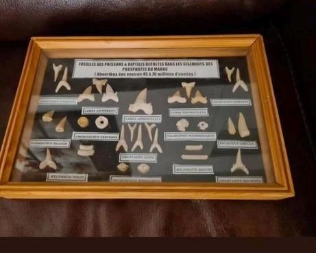 💥Fossielen Verzameling, Verzamelen, Ophalen of Verzenden