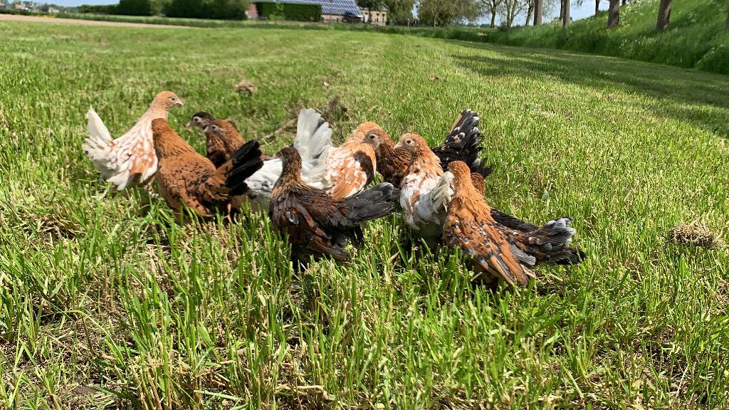 Jonge tamme Sabelpoot kriel kippen gesekst & ingeënt, Dieren en Toebehoren, Pluimvee, Vrouwelijk, Kip