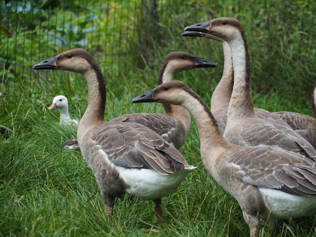 Zwaanganzen ganzen, Meerdere dieren, Gans of Zwaan