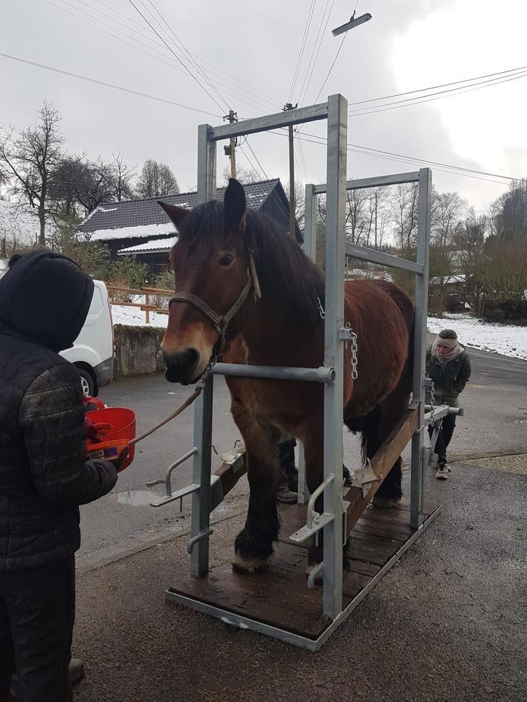 écurie à sabots forts / travail pour cheval de trait / césar, Enlèvement, Neuf, Récréation