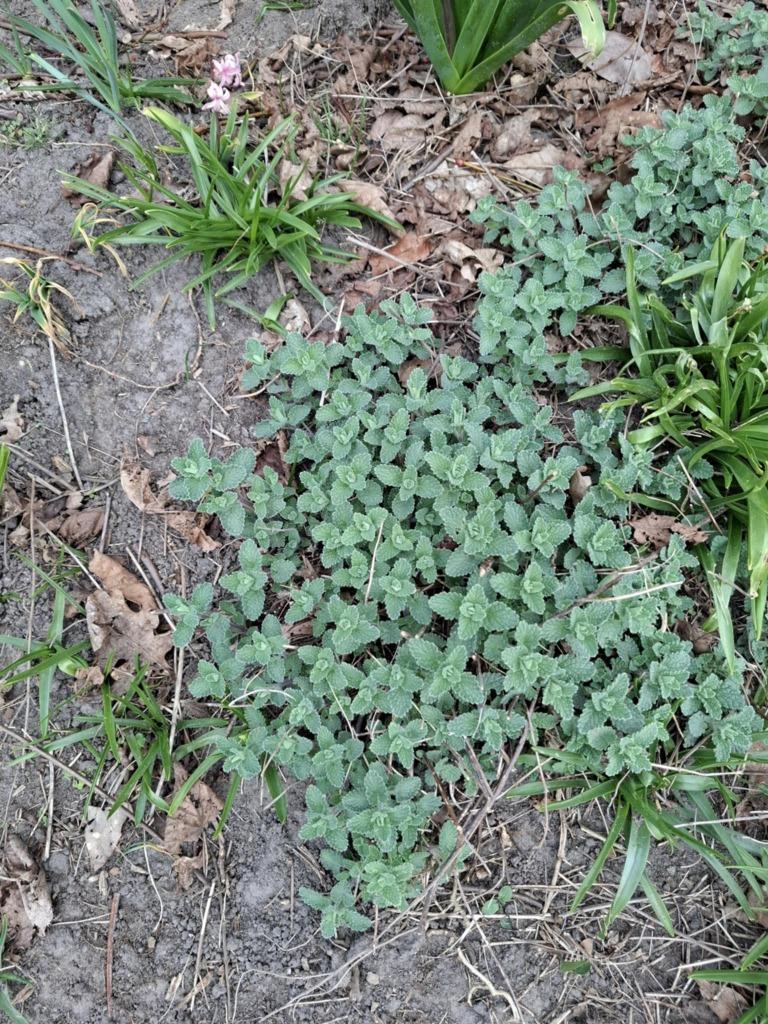 Stekjes van MUNT, Jardin & Terrasse, Plantes | Jardin, Enlèvement, Plante fixe, Herbes
