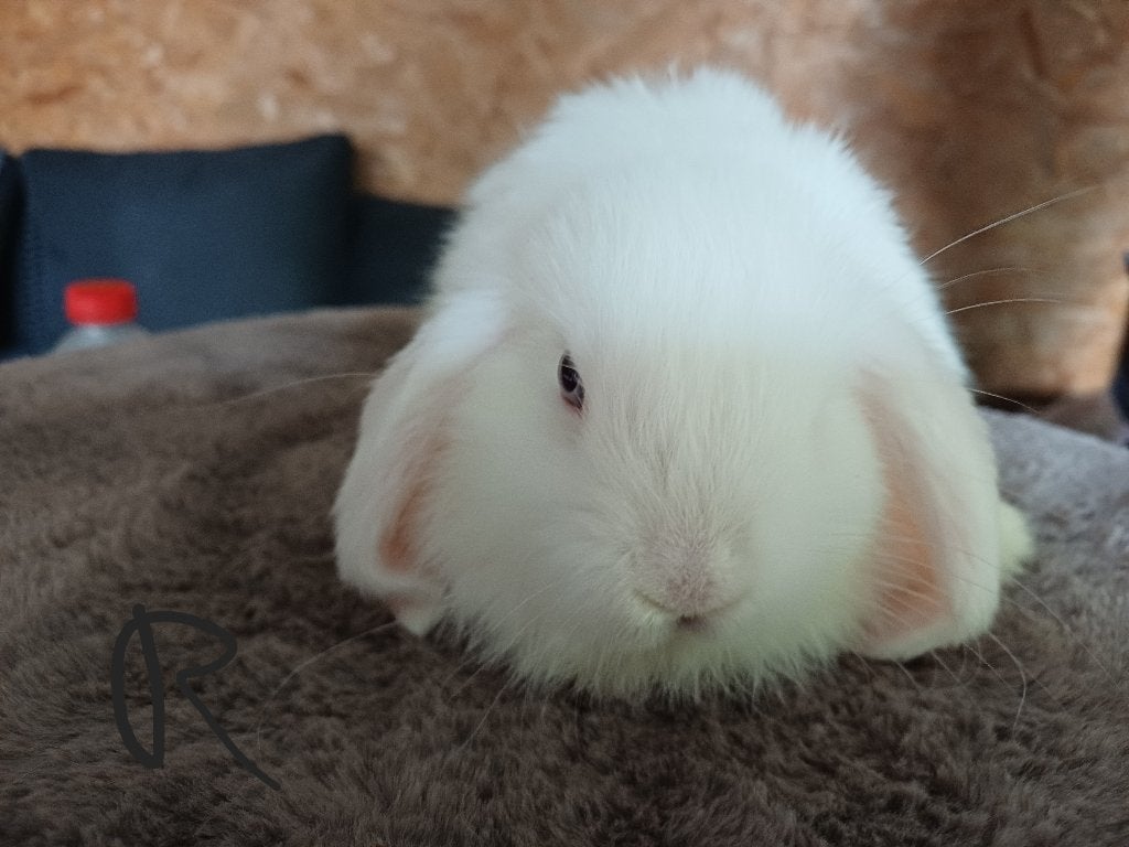 Minilop/nhd, Dieren en Toebehoren, Konijnen, Mannelijk, Dwerg, Hangoor, 0 tot 2 jaar