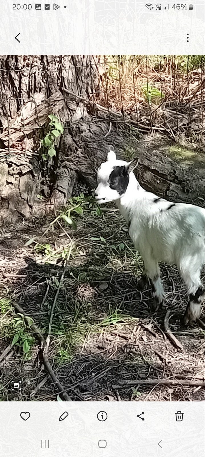 Bokje, Dieren en Toebehoren