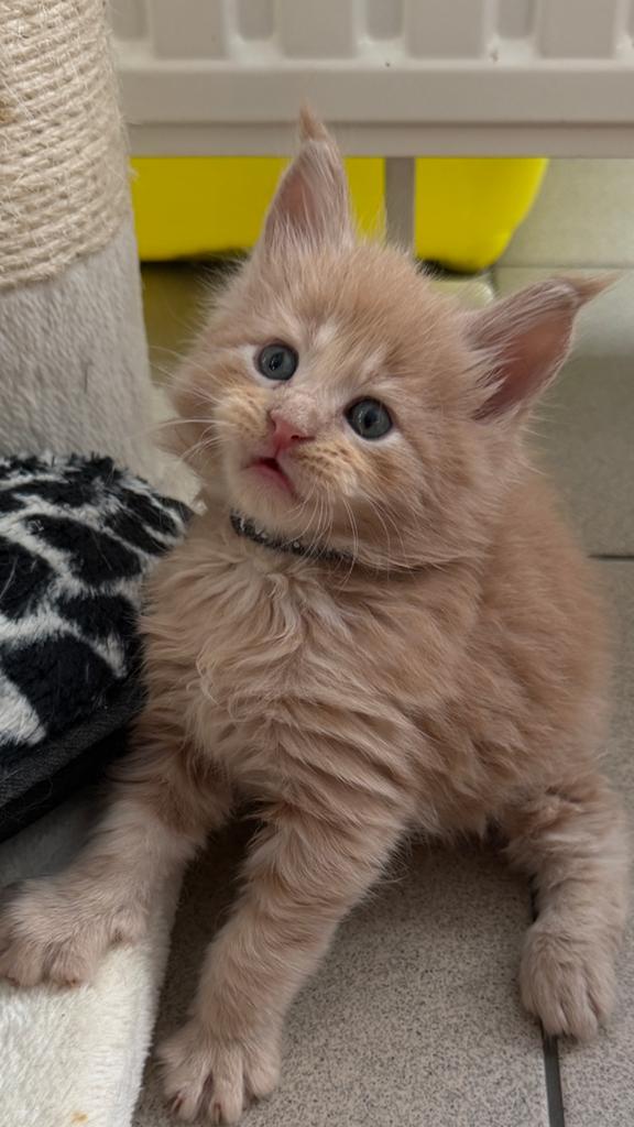 Prachtige Maine Coon kittens, Geslacht onbekend, Gechipt, 0 tot 2 jaar