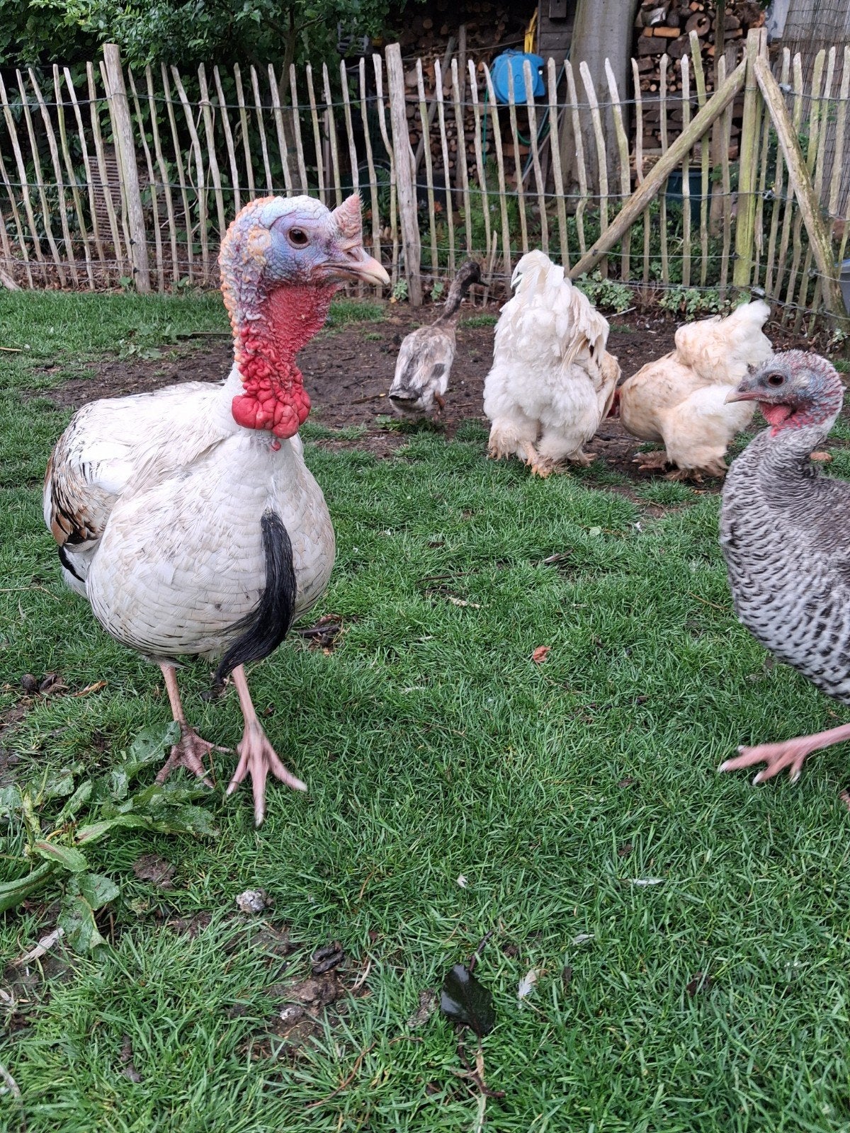 Haan ronquiere kalkoen 2 jaar, Dieren en Toebehoren, Kalkoen