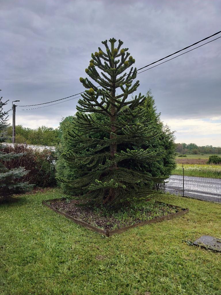 Araucaria du chili, Jardin & Terrasse, Enlèvement