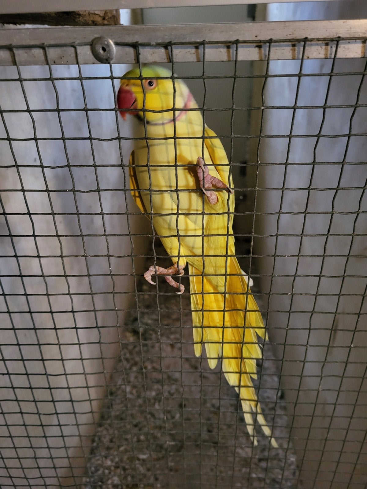 Koppel halsbanden lutino x blauwe witstaart, Meerdere dieren, Parkiet, Geringd