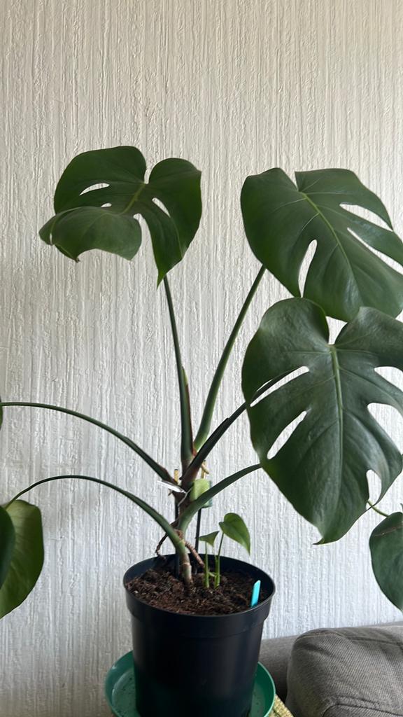 PROMO Monstera deliciosa pleine de potentiel, Enlèvement
