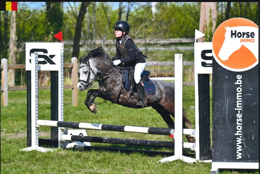 B pony (5 jaar), Animaux & Accessoires, Poneys, Vermifugé, Poney B (1.17 m à 1.27 m), B, Hongre