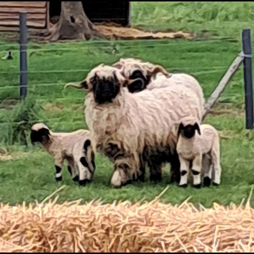 Walliser schwarznase, Plusieurs animaux, Mouton