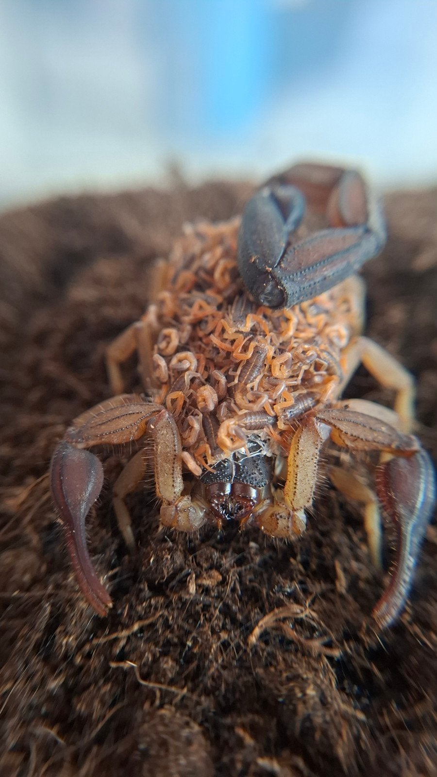 Centruroides Gracilis scorplings, Animaux & Accessoires, Insectes & Araignées