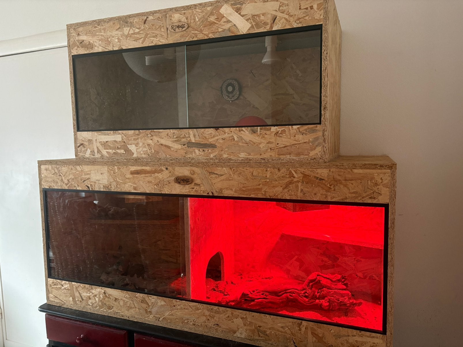 3 terrariums met 3 slangen en 1 baardagaam te koop, Dieren en Toebehoren, Reptielen en Amfibieën