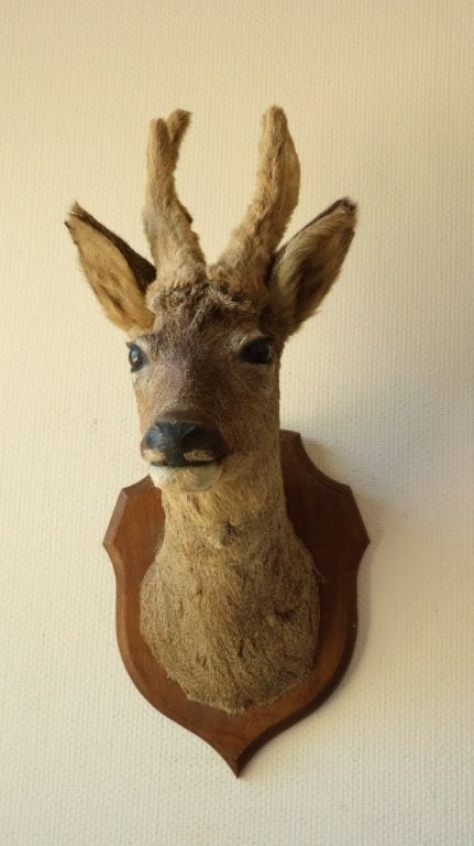 Taxidermie Opgezette Reeënkop met bastgewei, Verzamelen, Ophalen of Verzenden, Gebruikt, Hert, Gewei of Kop