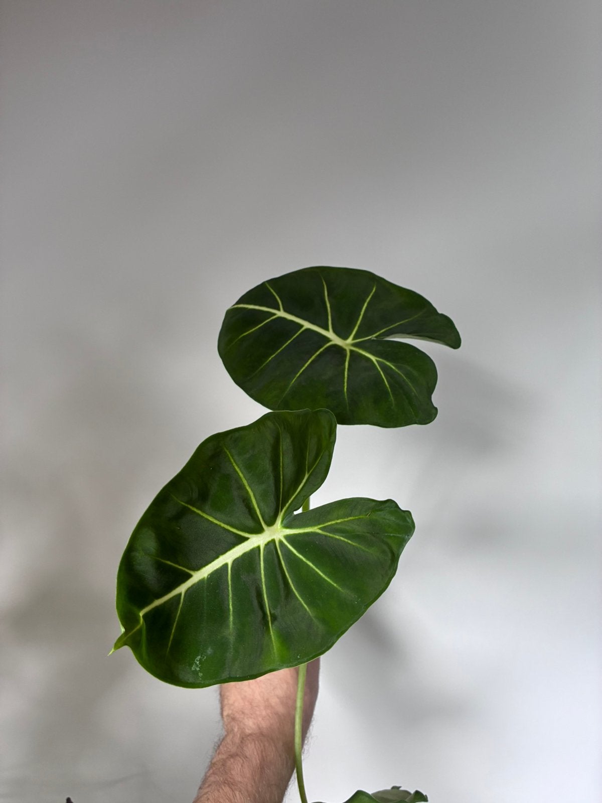 Alocasia dorayaki knollen, Enlèvement