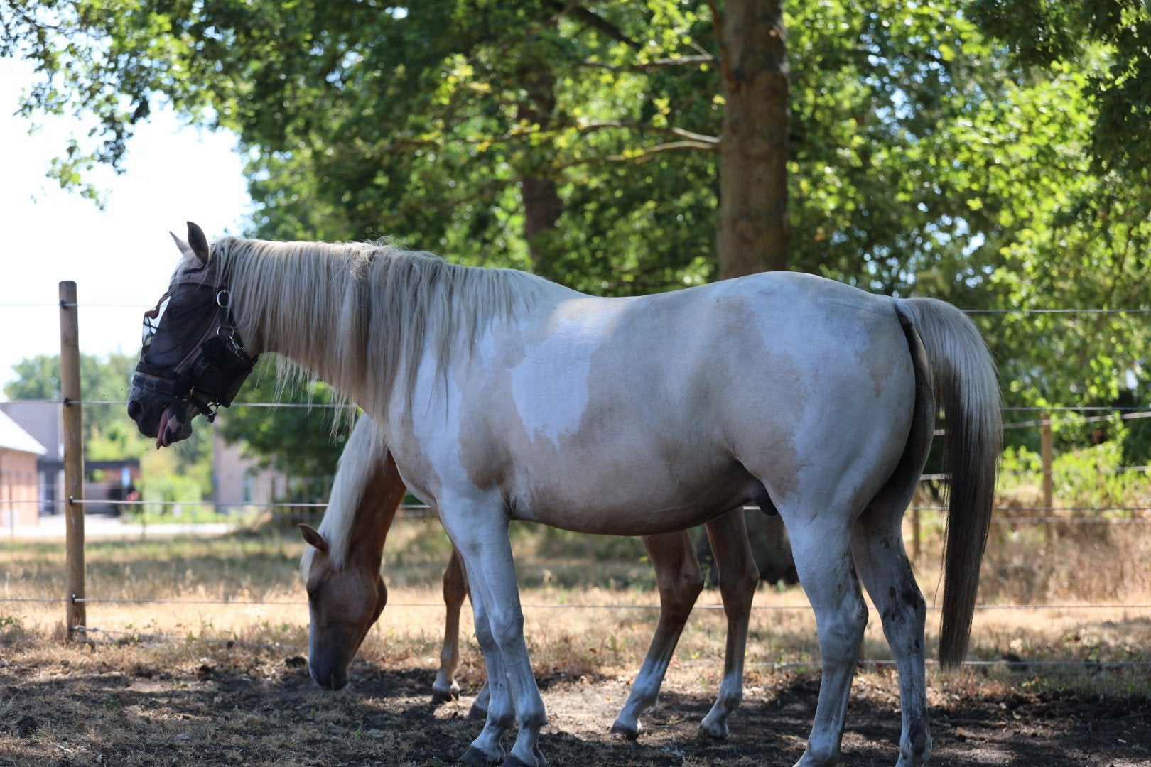 Prachtig paarden zoeken nieuwe thuis, Hongre, M