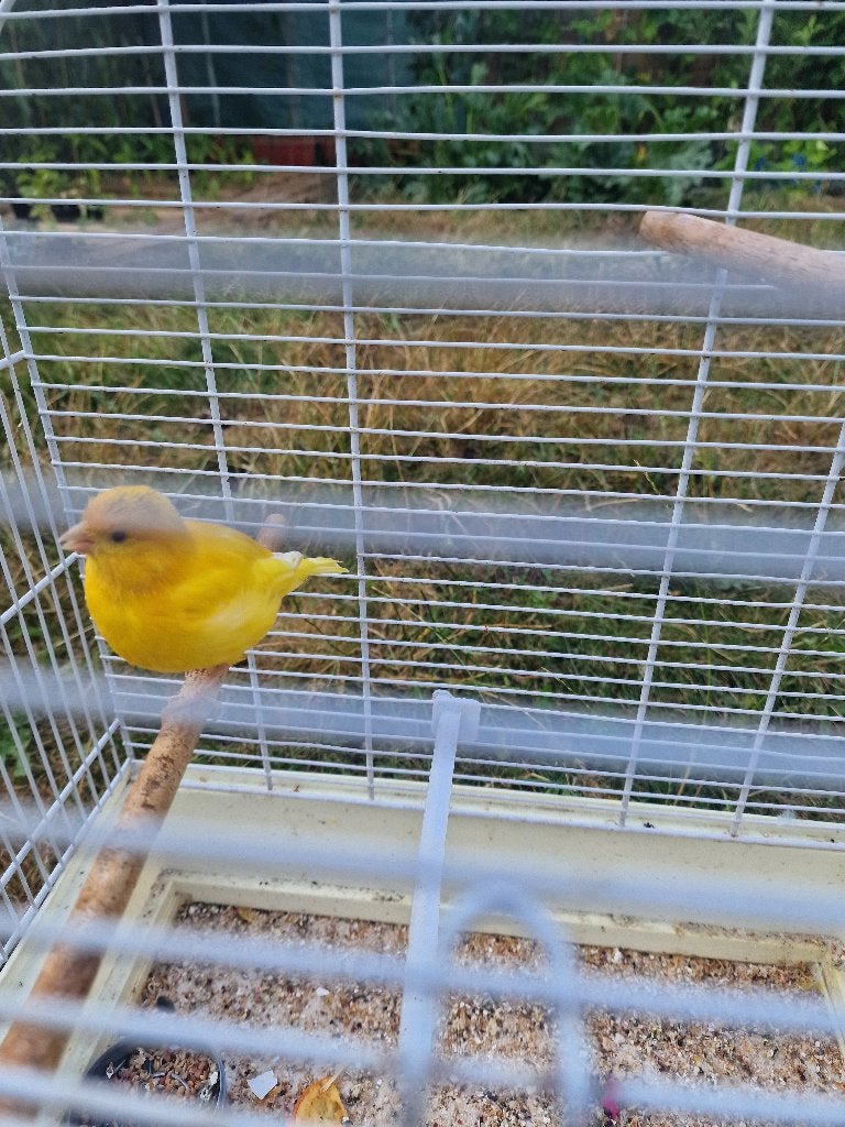 Kanarie met kooi te koop, Animaux & Accessoires, Oiseaux | Canaris, Canari de couleur, Mâle