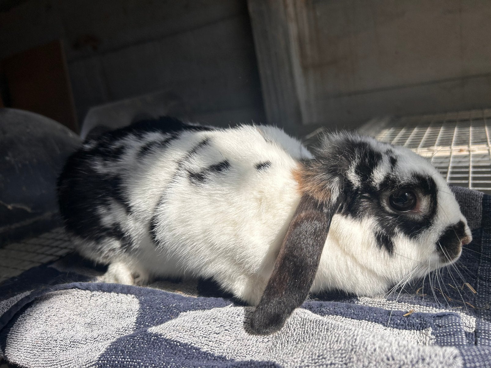 Dwerghangoortje vrouwtje, Femelle, Nain, Oreilles tombantes, 0 à 2 ans