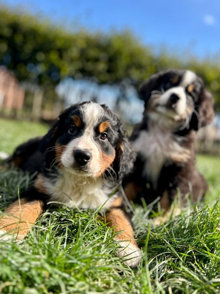 Prachtige Berner Sennen pups, België, CDV (hondenziekte), Meerdere, Meerdere dieren