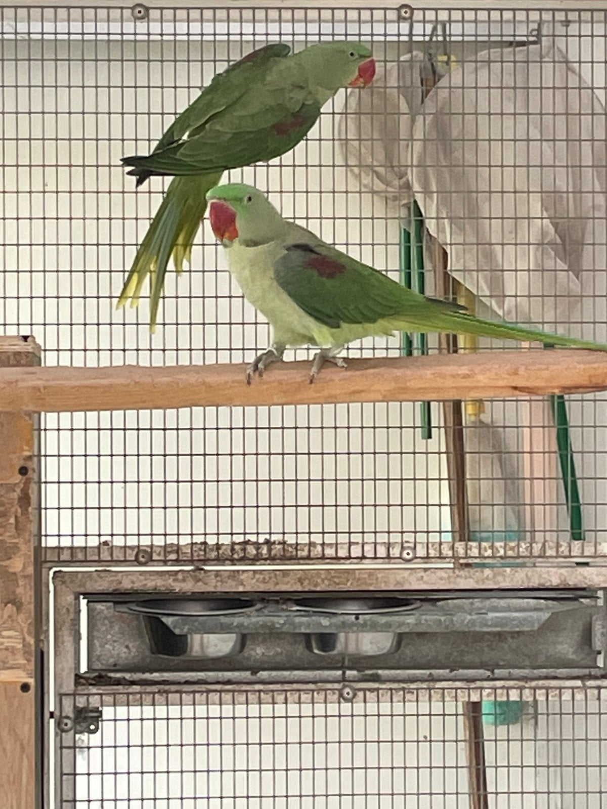 Jonge alexanderparkieten, Animaux & Accessoires, Bagué