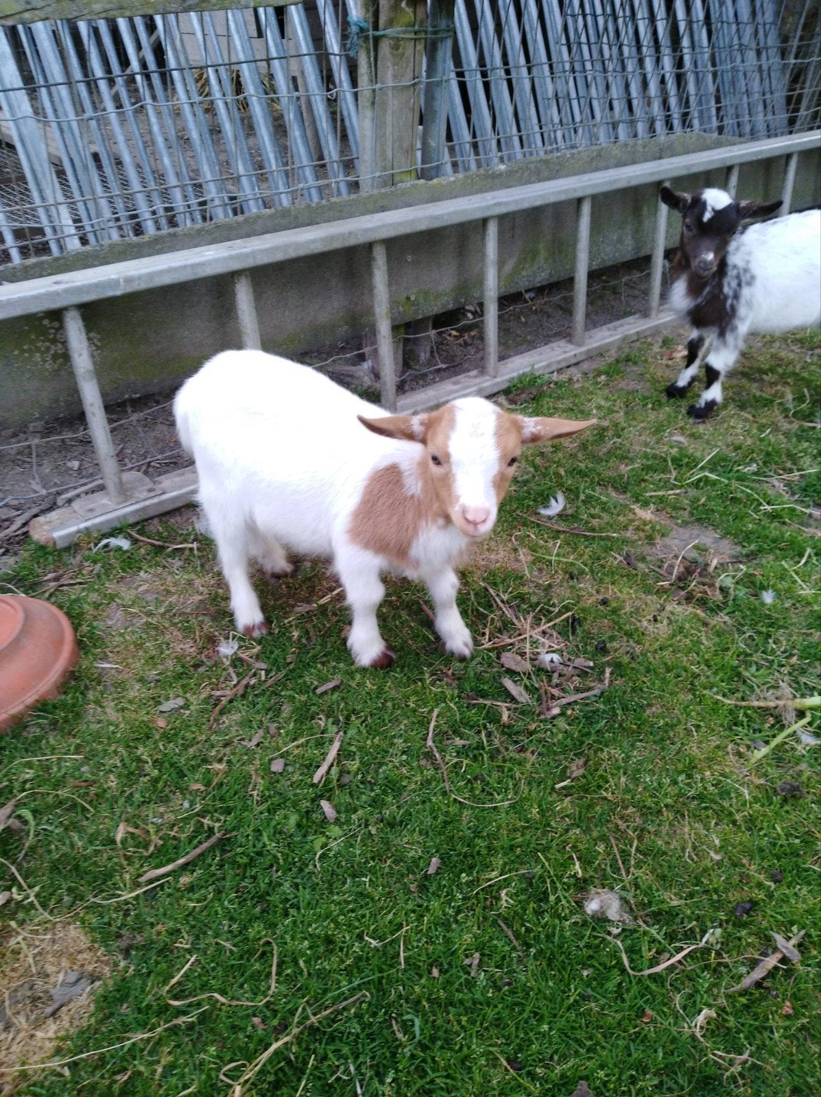 Handtam mieke, Dieren en Toebehoren