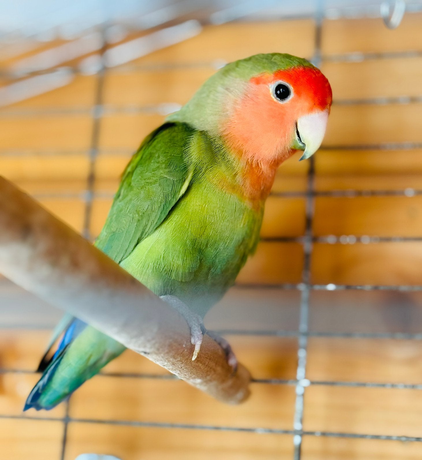 Mooie dwergpapegaai roseicolli perzikkop., Animaux & Accessoires, Mâle, Perroquet nain ou Inséparable, Bagué