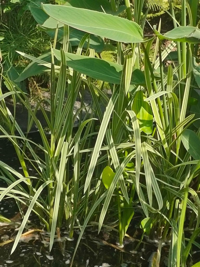 Bont Liesgras, Tuin en Terras, Ophalen