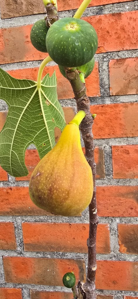 Figuier 'BROWN TURKEY' figuier Ficus Carica 1v1, Figuier, En pot, Plein soleil, Moins de 100 cm