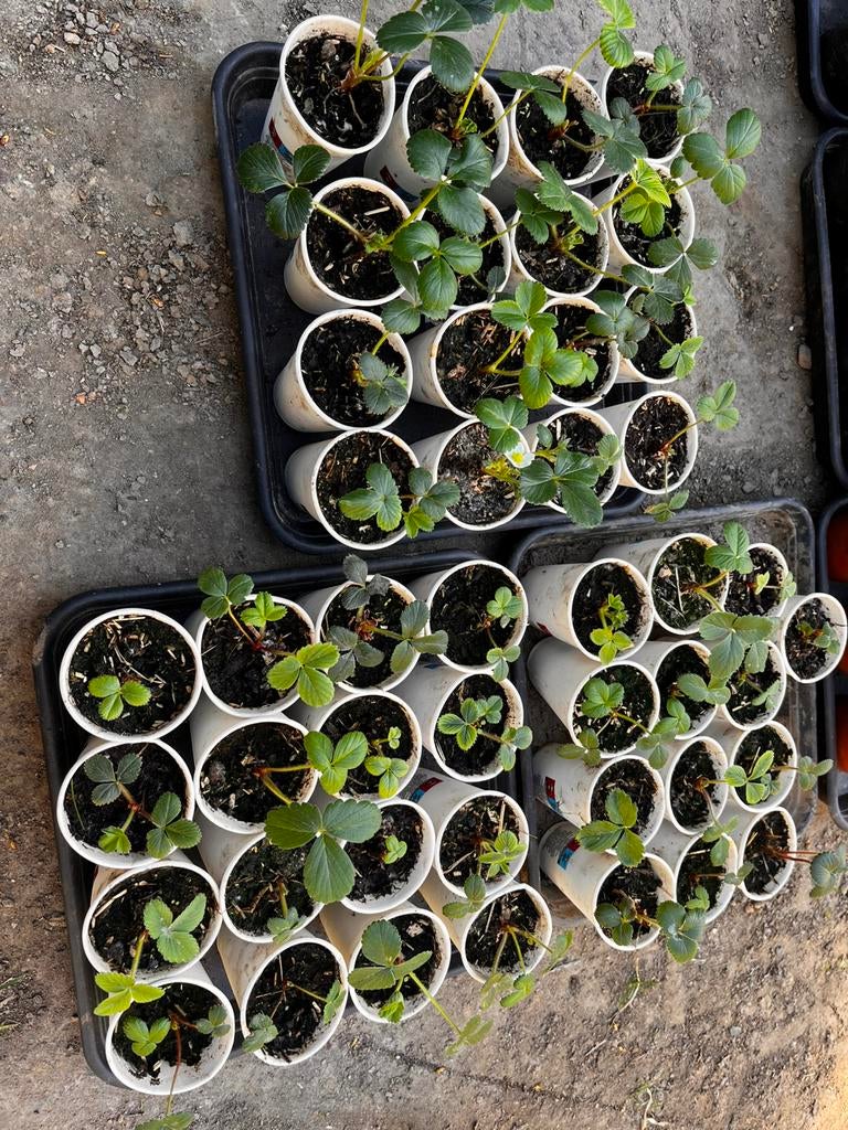 Kleine aardbeienplanten te koop!, Tuin en Terras, Planten | Tuinplanten, Ophalen of Verzenden