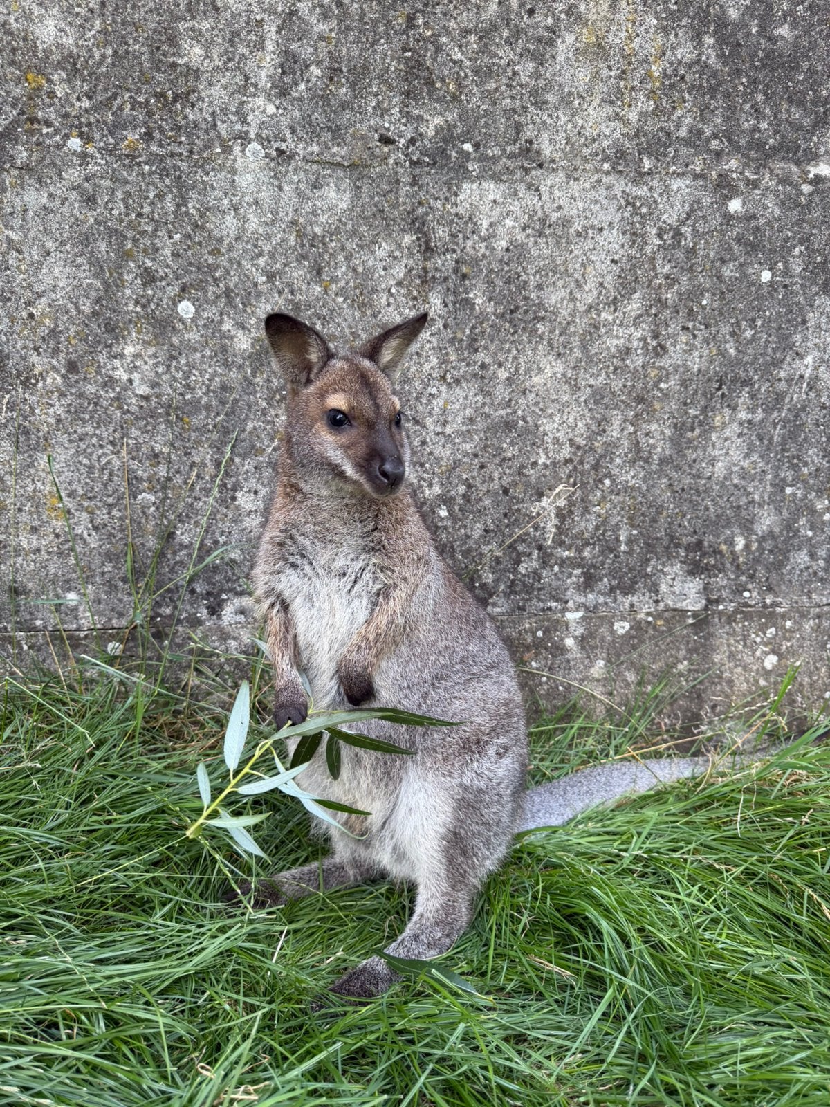 Sweet Wallaby cherche une maison pour toujours, Animaux & Accessoires, Animaux Autre, Avril, Mâle