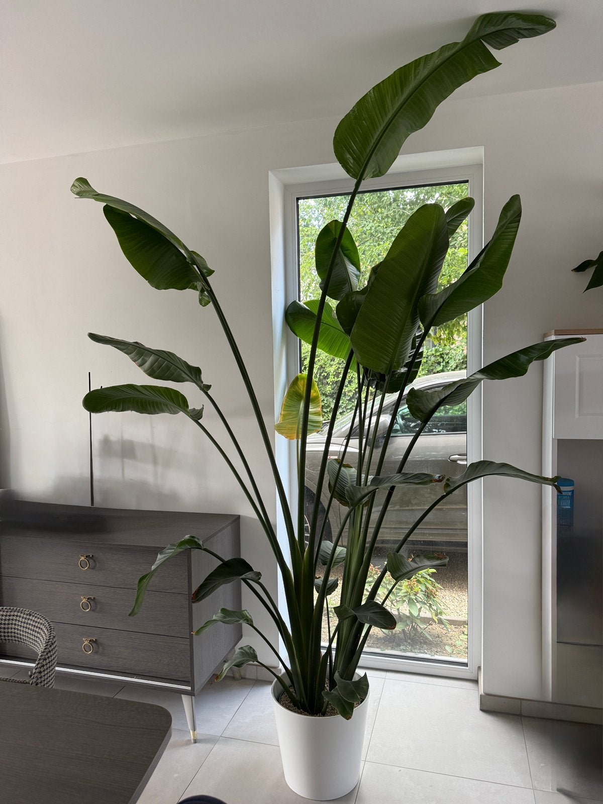 XL Strelitzia Nicolai–Hydro Culture–Decorative Pot Included, Groene kamerplant, Ophalen, In pot, 200 cm of meer
