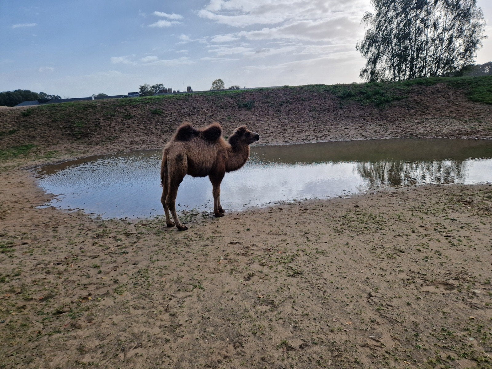 kameel te koop gevraagd, April, Meerdere dieren