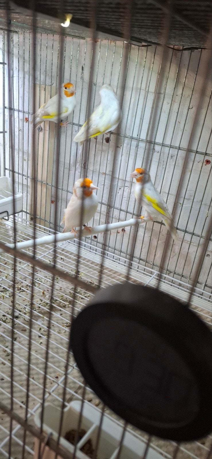 femelle chardonneret, Animaux & Accessoires