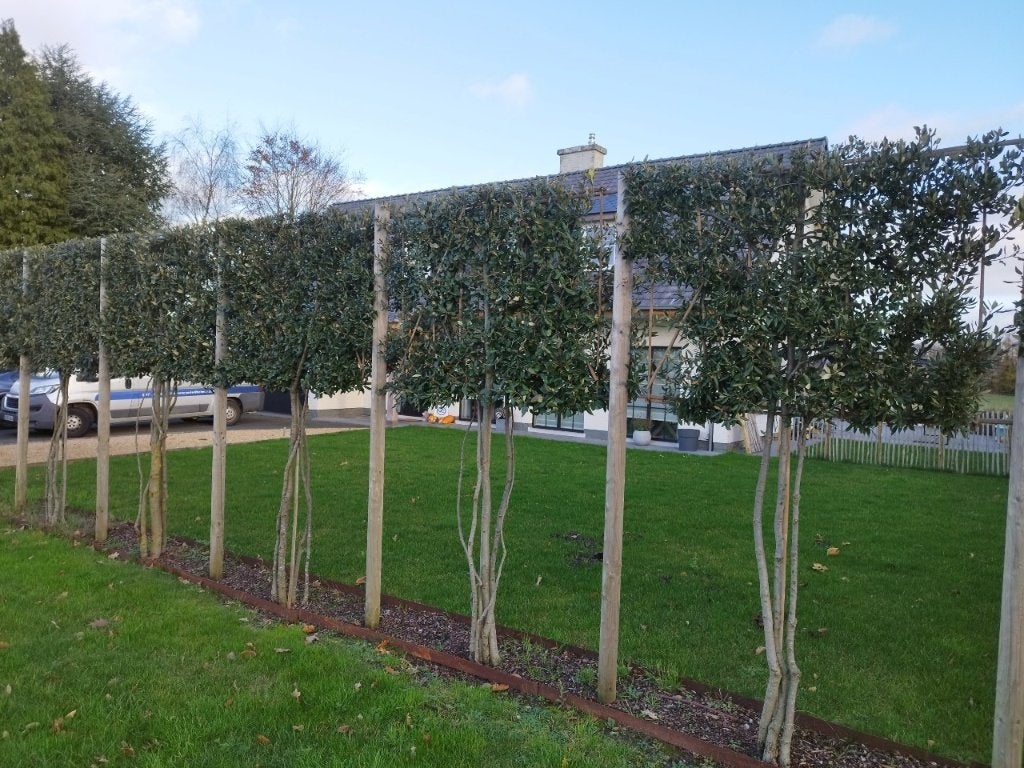 Wintergroene steeneik leibomen - privacy in uw tuin, Tuin en Terras, Volle zon, Vaste plant, Lente, Ophalen