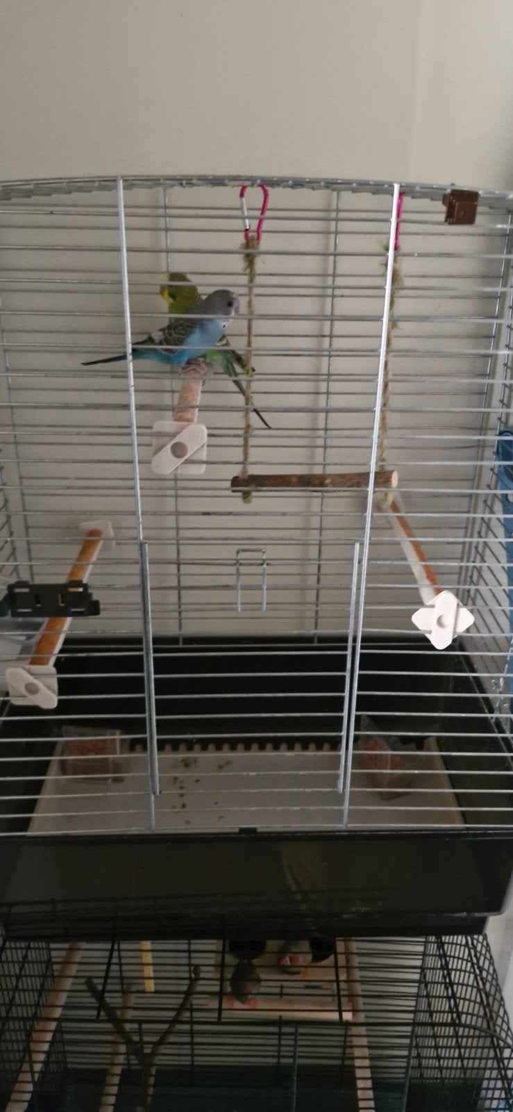 2 grasparkieten + Vogelkooi en accessoires, Ophalen, Zo goed als nieuw, Metaal, Vogelkooi