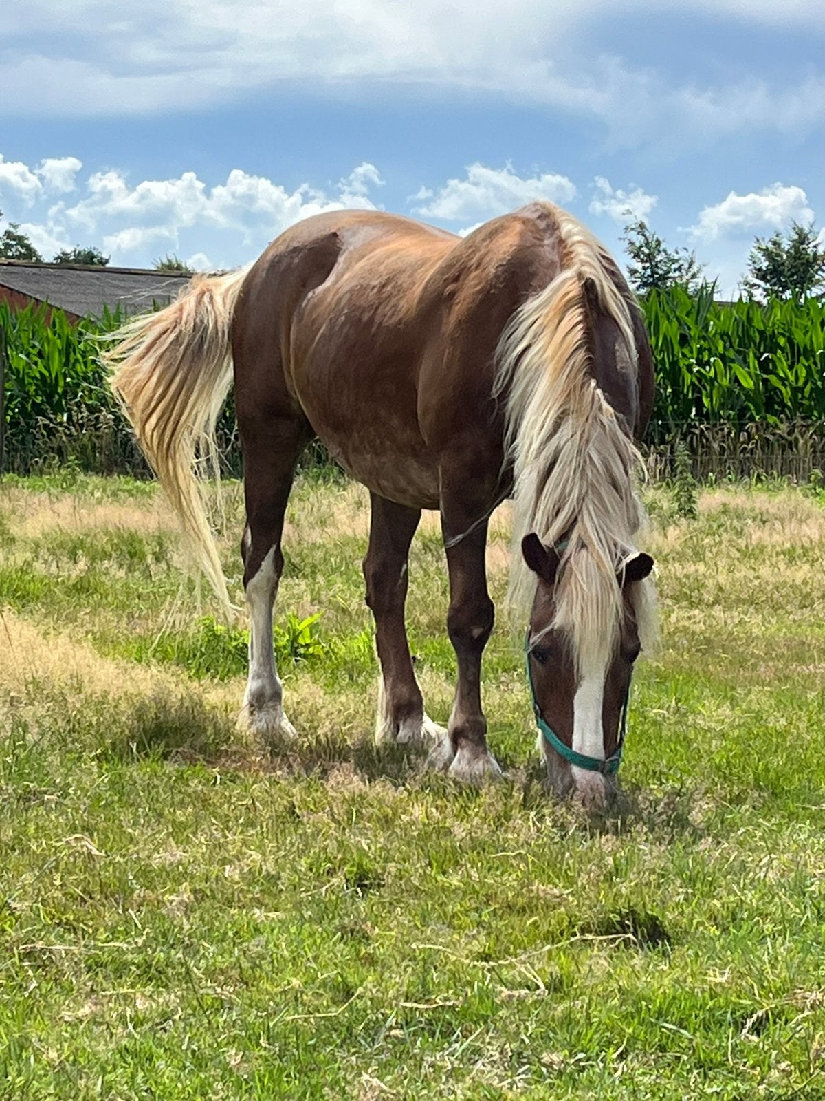 Welsh pony, Dieren en Toebehoren, Ruin, D pony (1.37m tot 1.48m), Recreatiepony, 11 jaar of ouder