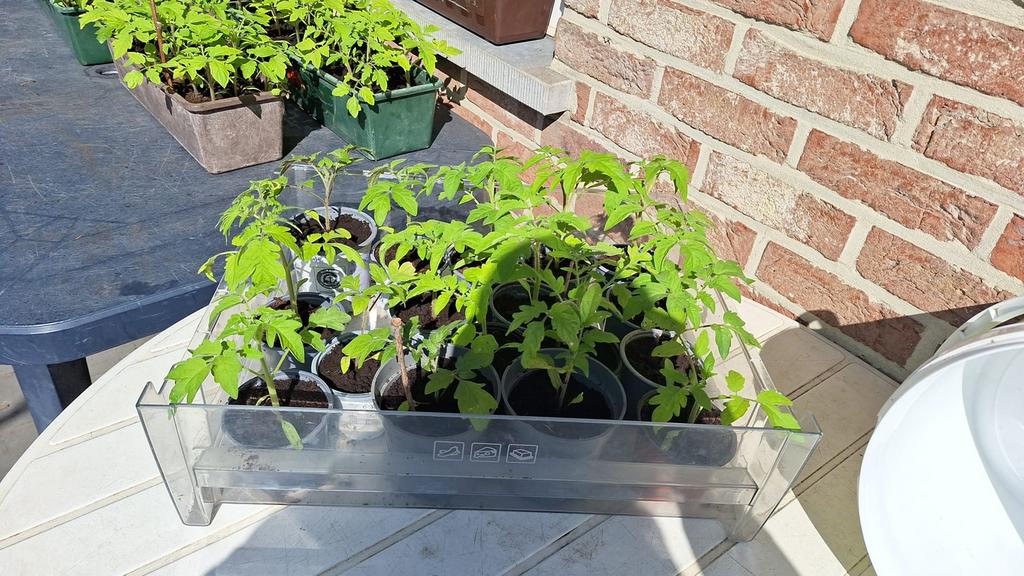 stekjes tomaten komkommer paprikas aubergine, Jardin & Terrasse, Plantes | Jardin, Enlèvement