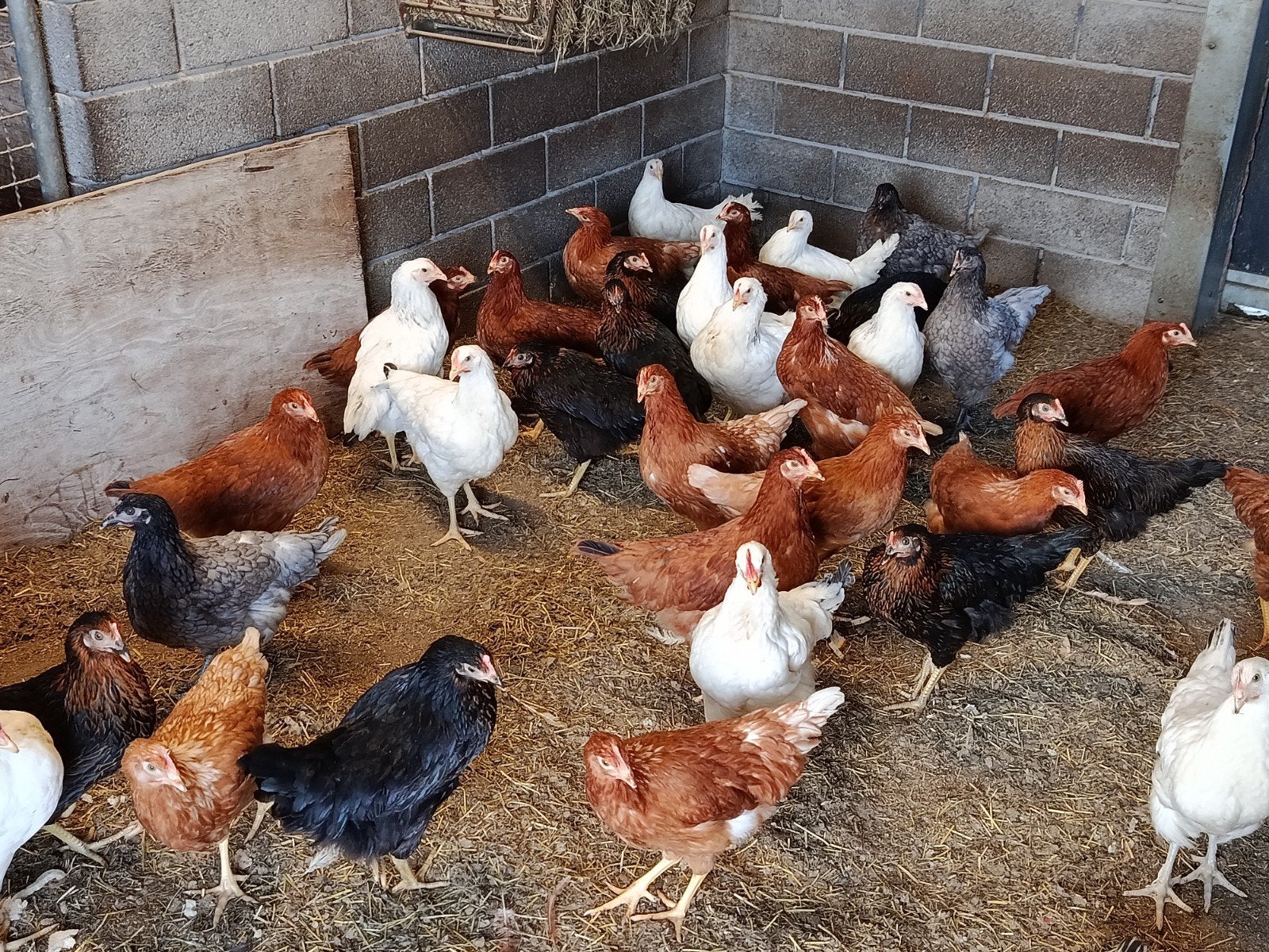 jonge legkippen prom, Poule ou poulet
