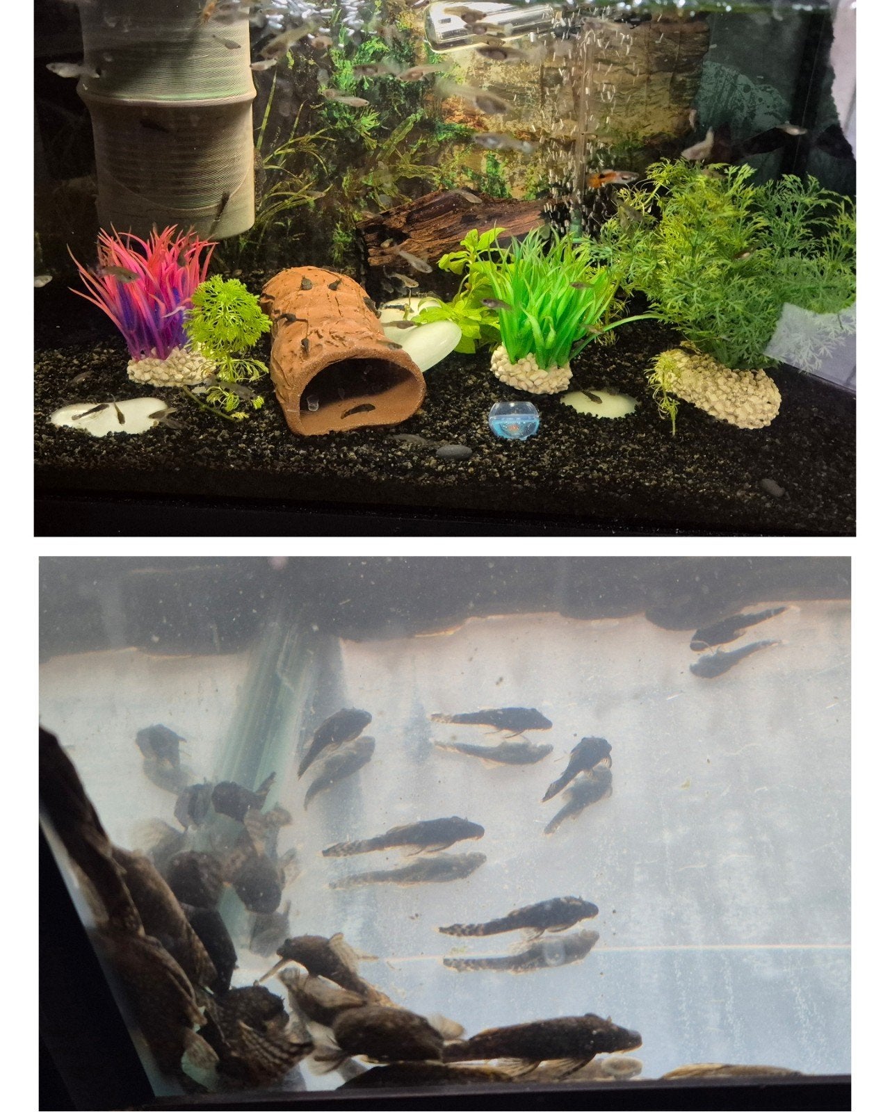 Ancistruses, pleco/mangeurs d'algues, guppys/crevettes