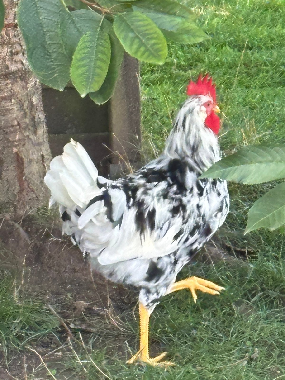 Jonge hanen leghorn, Dieren en Toebehoren