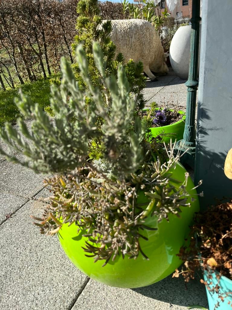 Fris groene grote bol bloempot;33cm, diameter, 32cm hoog, Ophalen