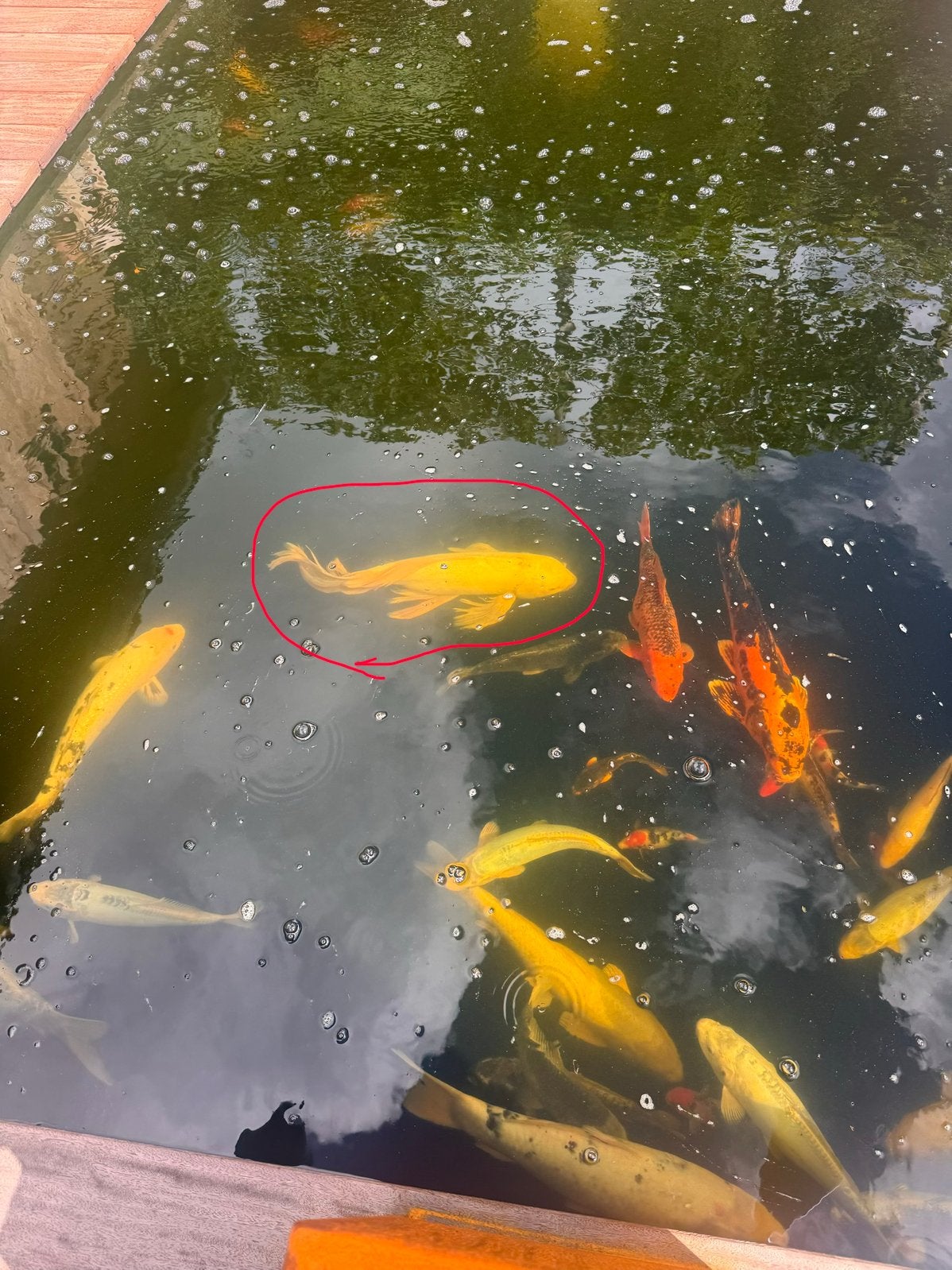 sluierstaart koi en nog paar gewone, Dieren en Toebehoren, Vissen | Vijvervissen, Karper of Koi