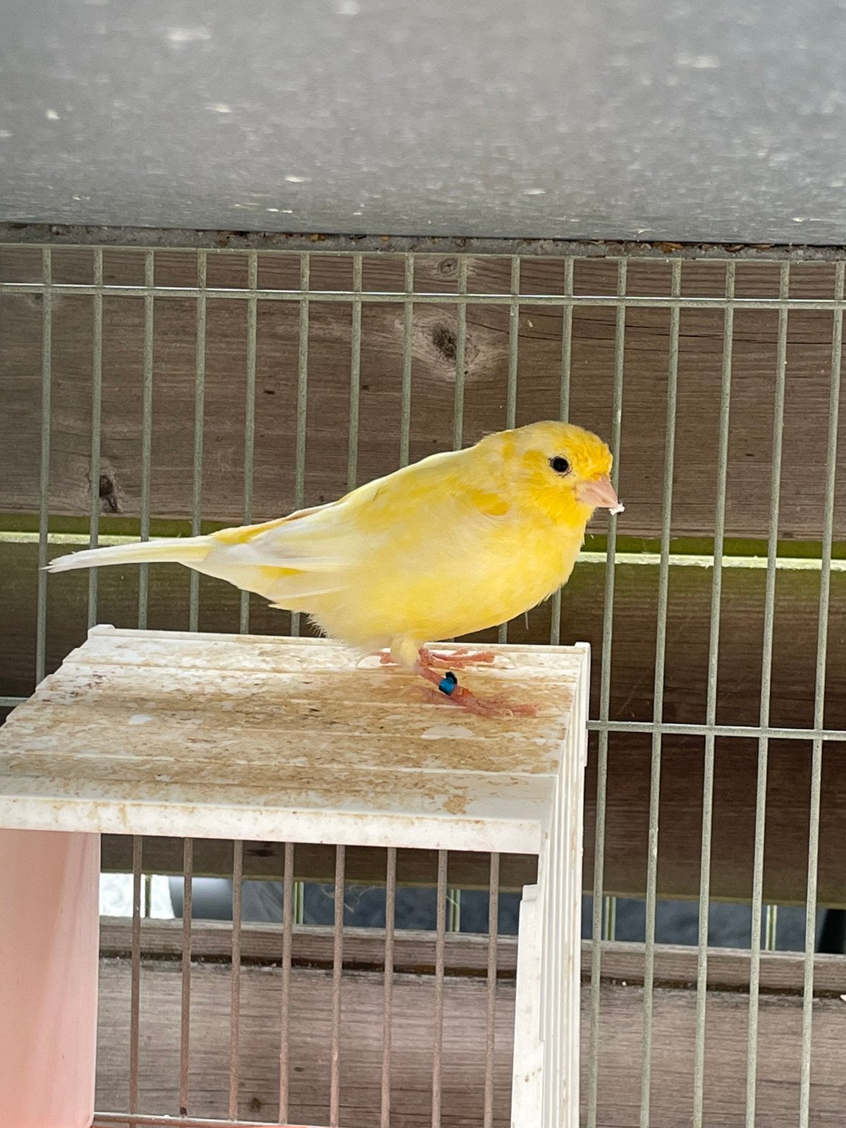 Prachtige kanaries de laatste, Dieren en Toebehoren, Vogels | Kanaries