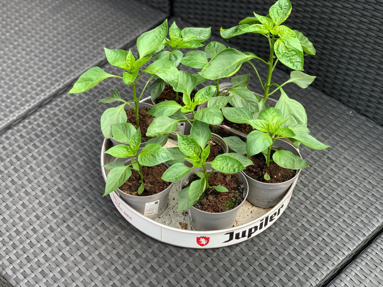 Moestuin plantjes de laatste 8, Ophalen